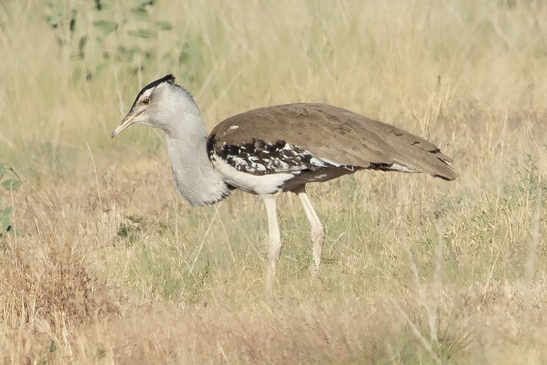 オーストラリアオオノガン - ML644575613