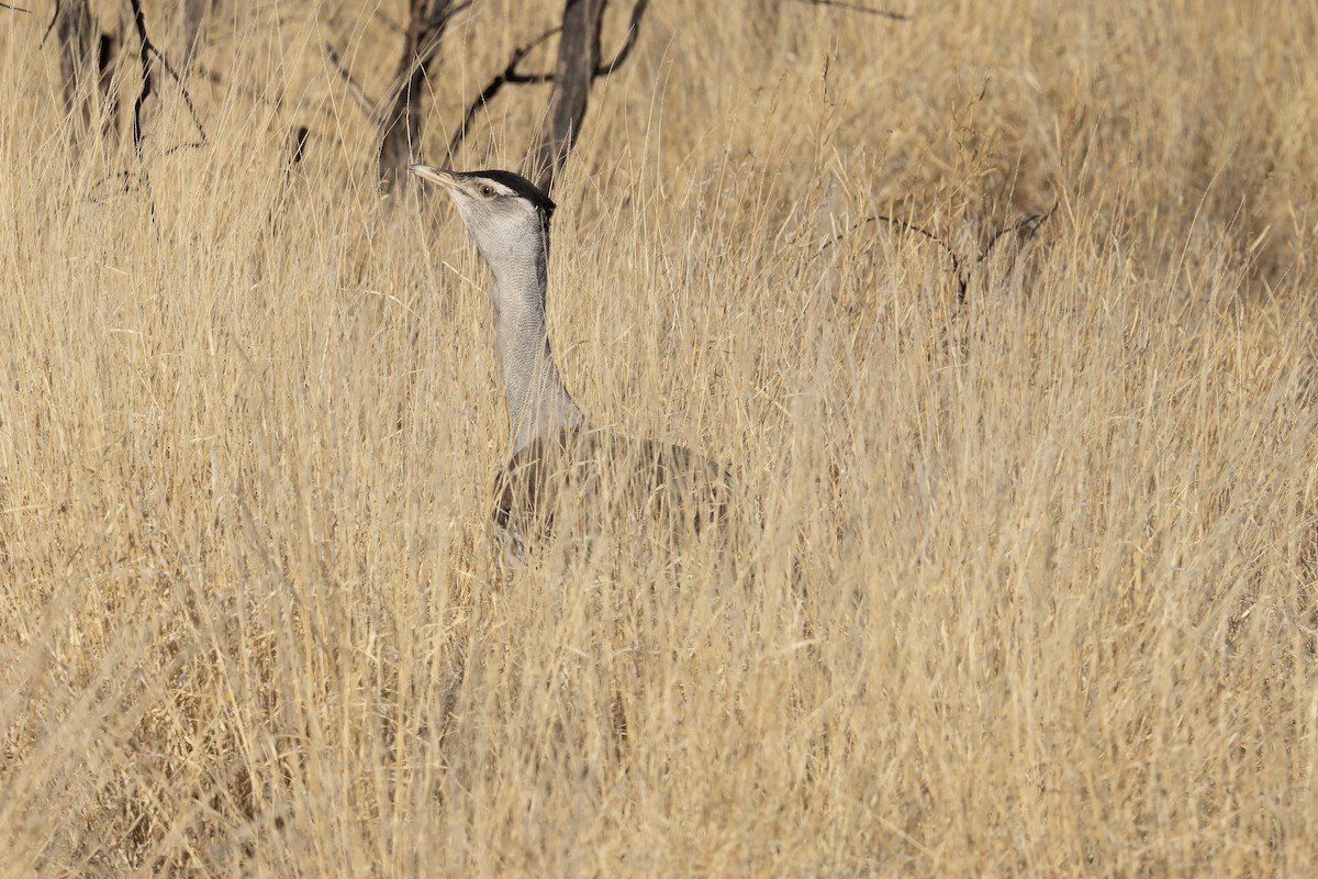 オーストラリアオオノガン - ML644575615