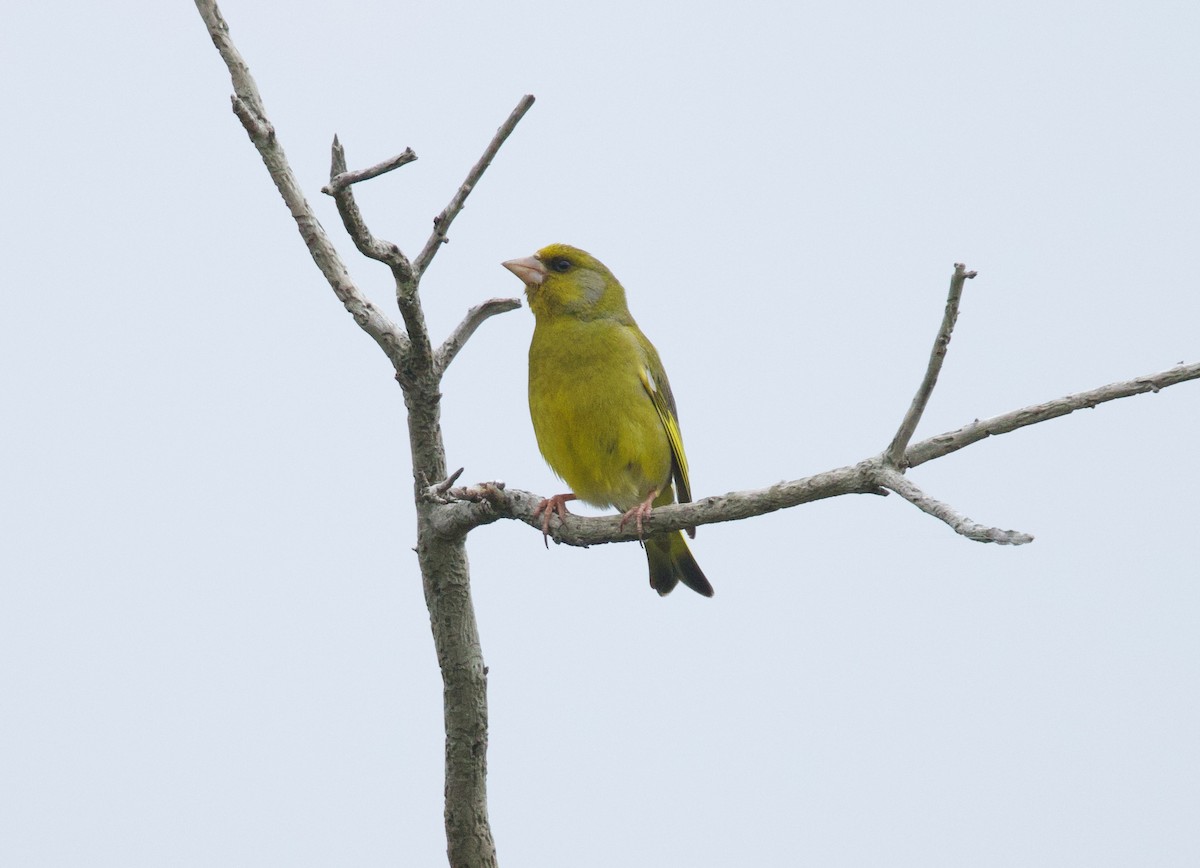 Зеленяк звичайний - ML644575628