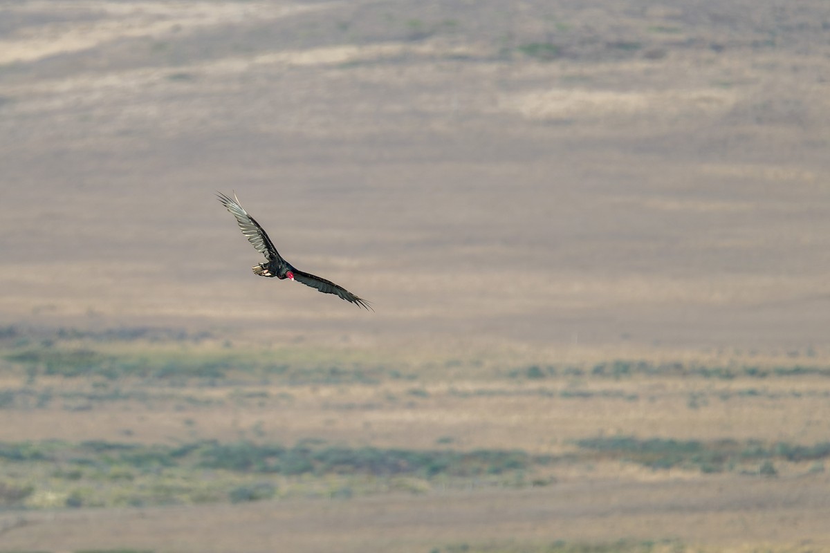 Turkey Vulture - ML644575631