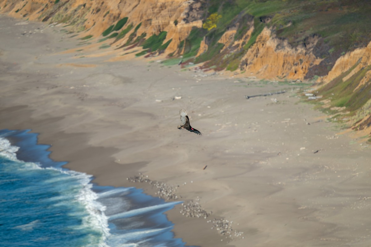 Turkey Vulture - ML644575632