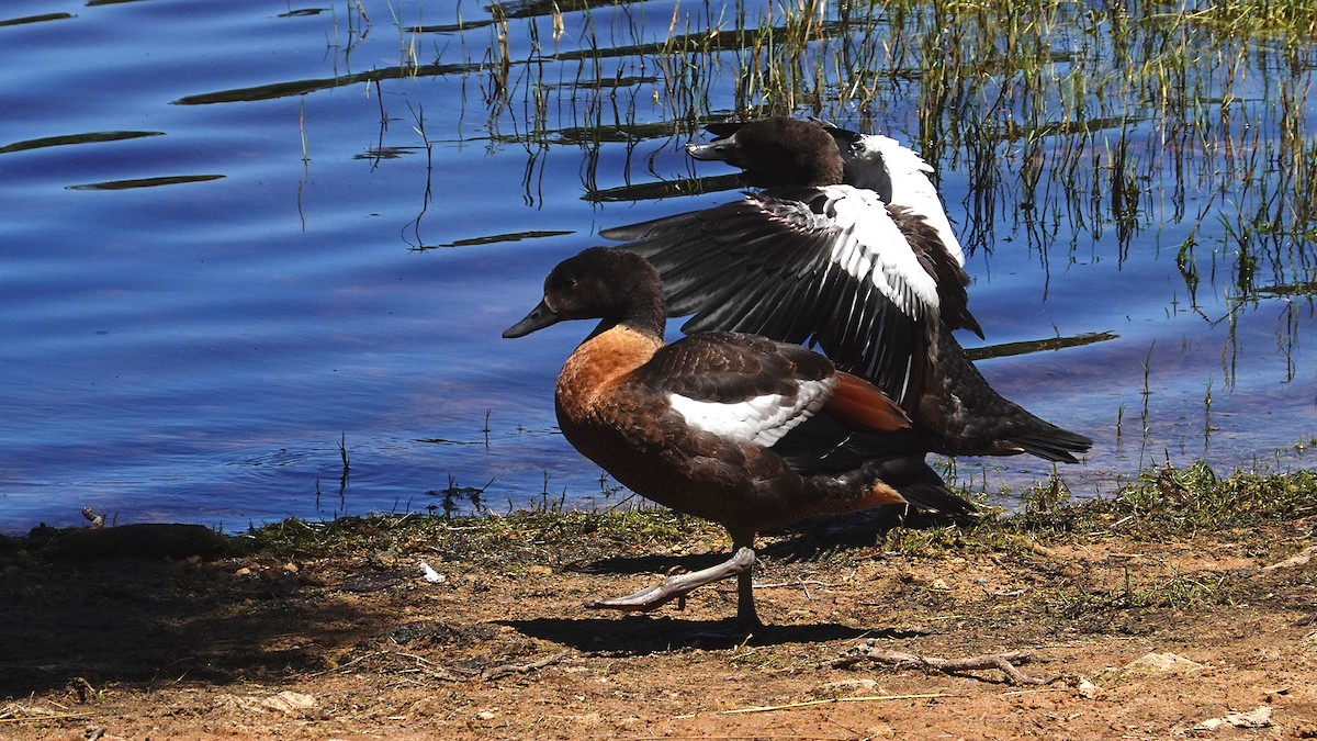 Australian Shelduck - ML644575633