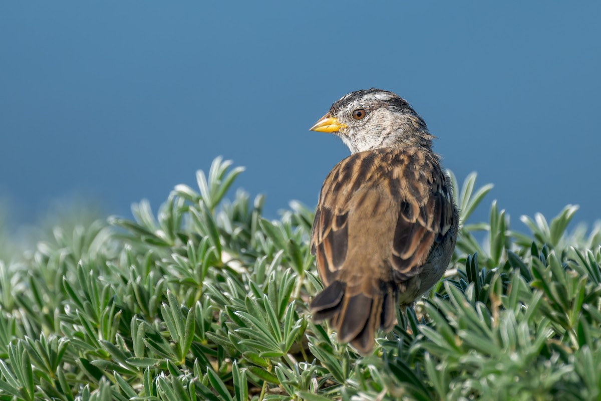 White-crowned Sparrow - ML644575638