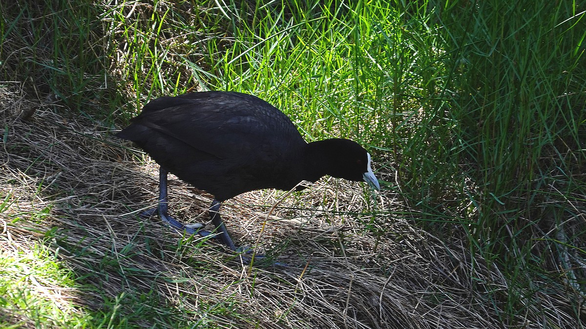 Eurasian Coot - ML644575643