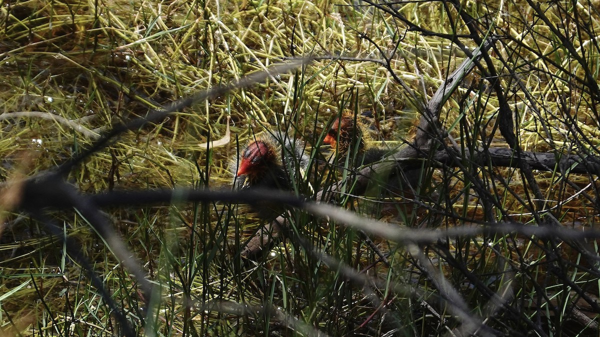 Eurasian Coot - ML644575650