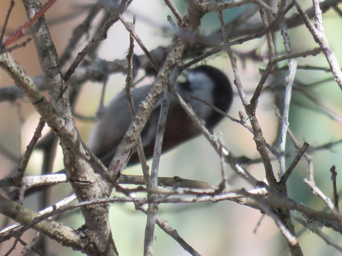 Chestnut-backed Chickadee - ML644575652