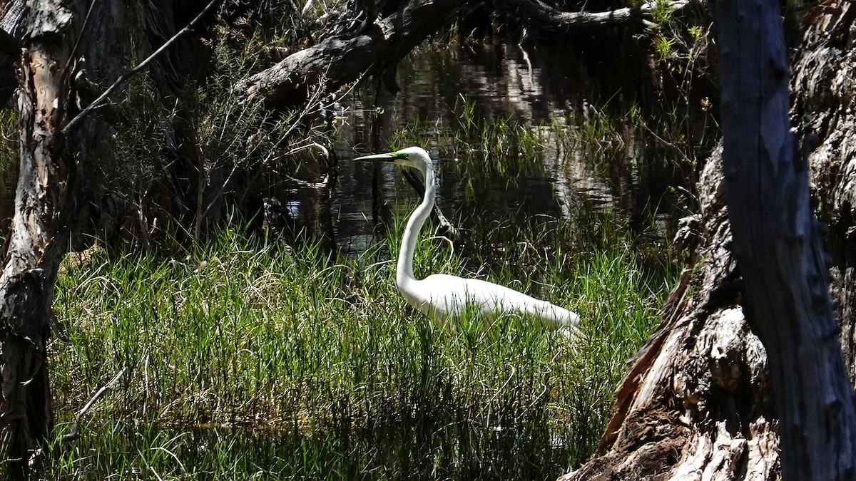 Great Egret - ML644575658