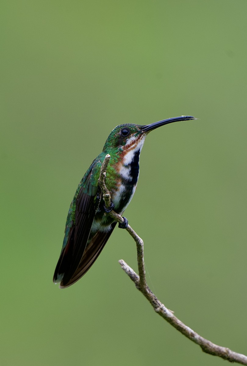 kullstrupemango - ML644575662