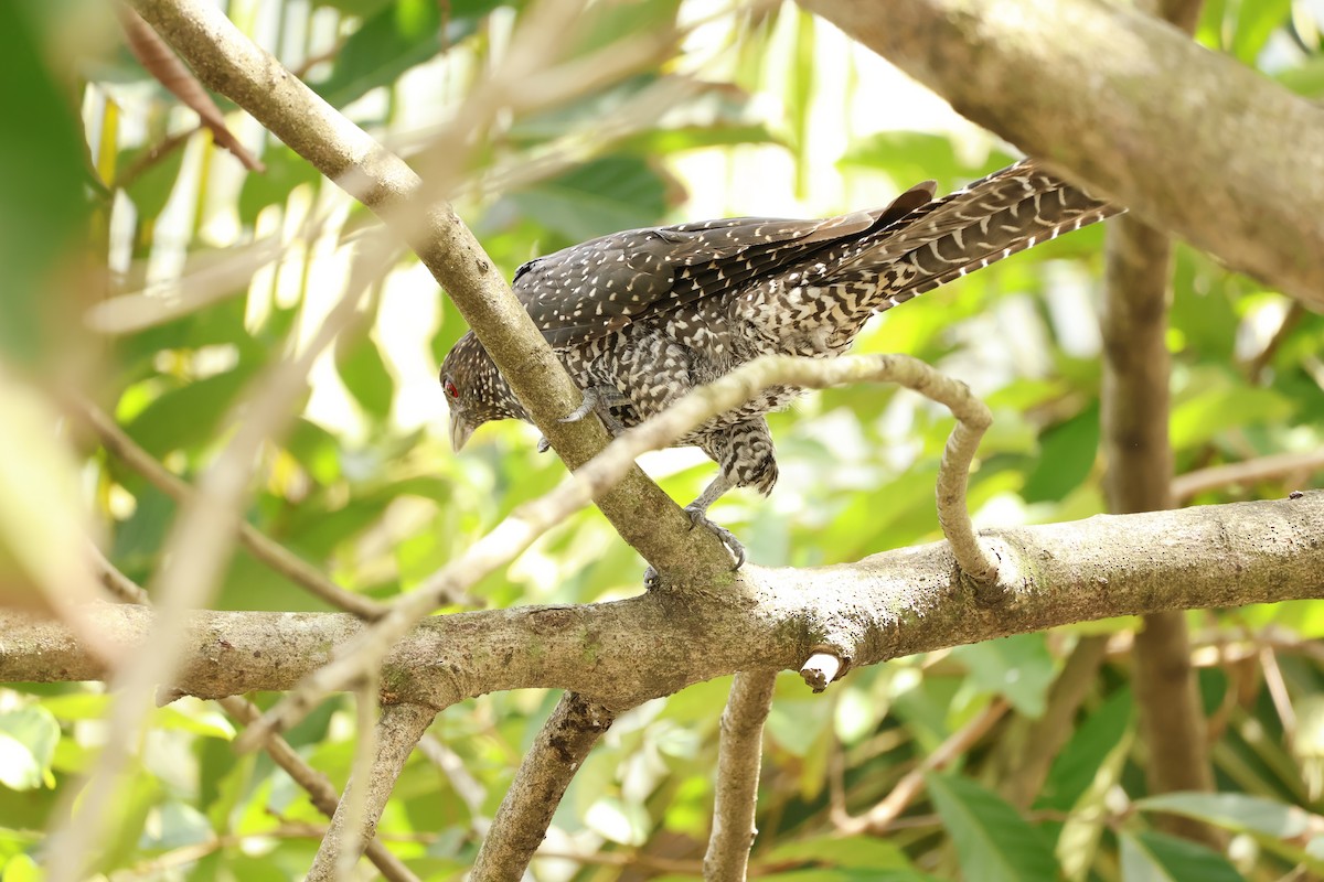 grønnebbkoel - ML644575663