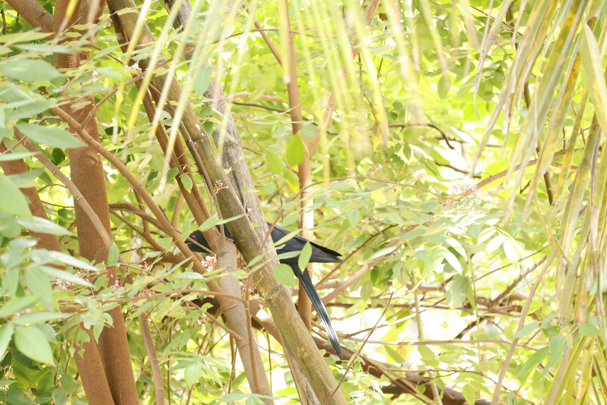 grønnebbkoel - ML644575664