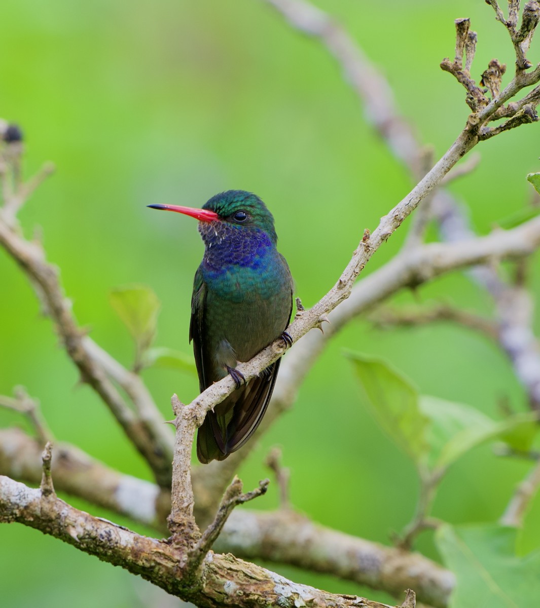 gullstjertkolibri - ML644575666