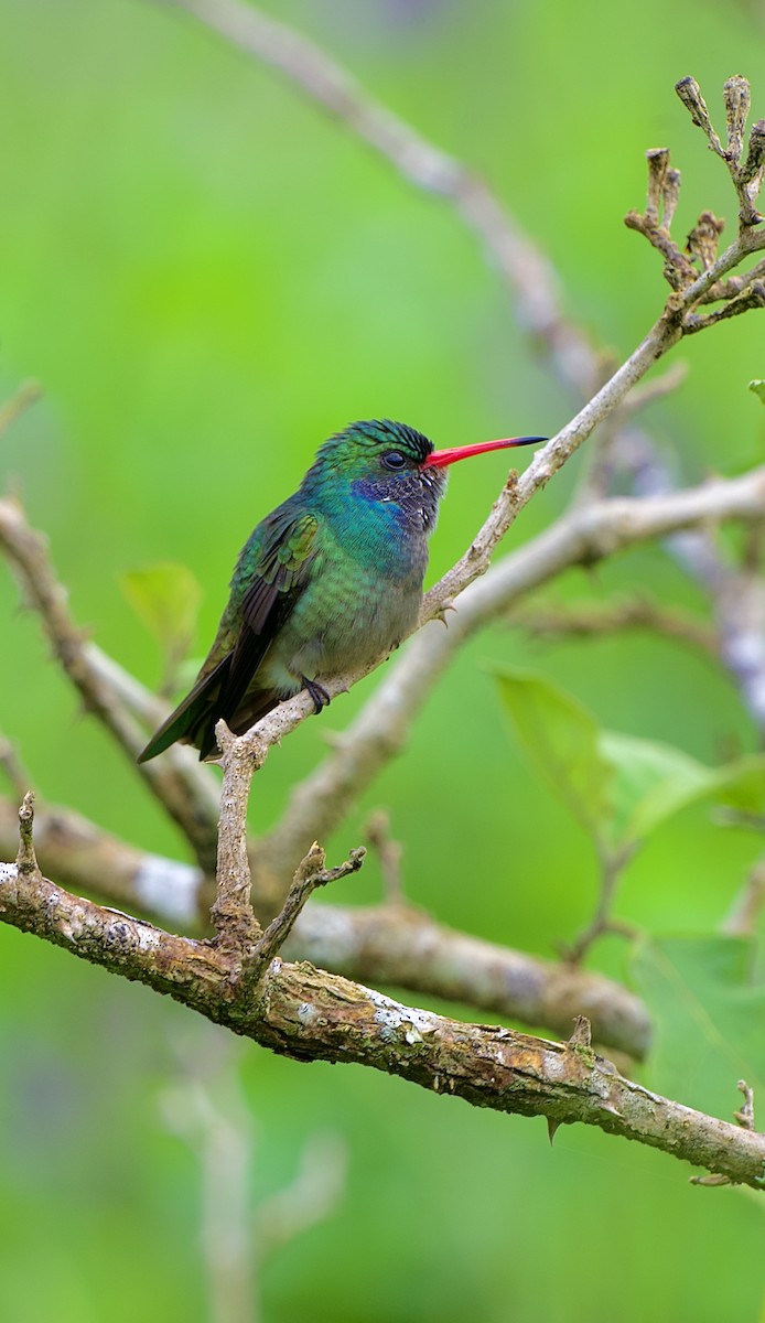 gullstjertkolibri - ML644575667