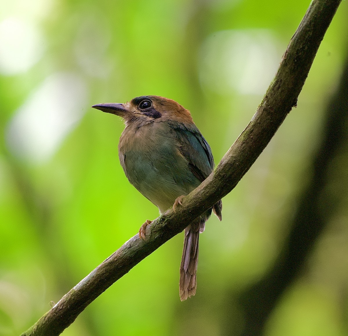 dvergmotmot - ML644575672