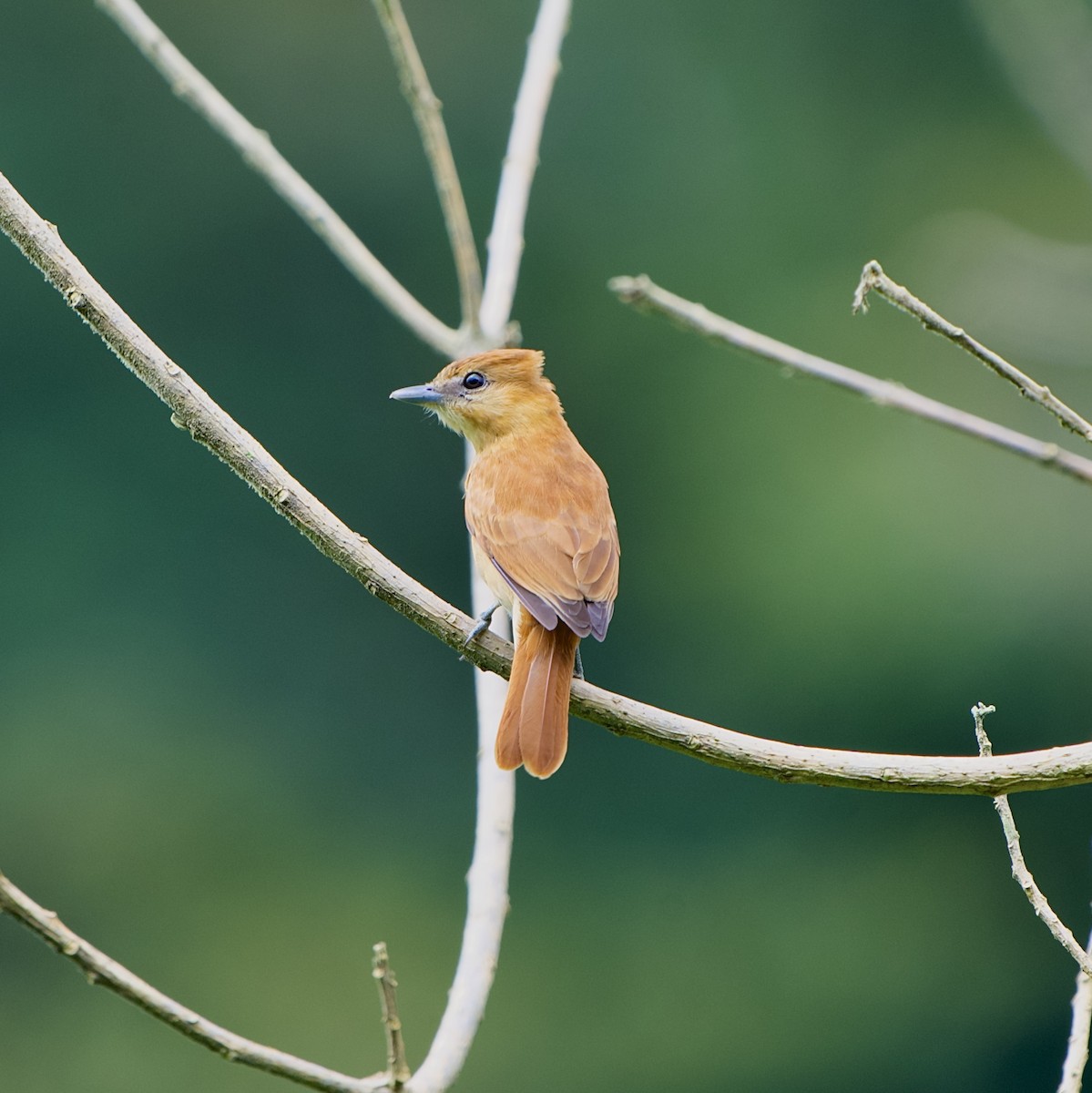 kanelbekard - ML644575676