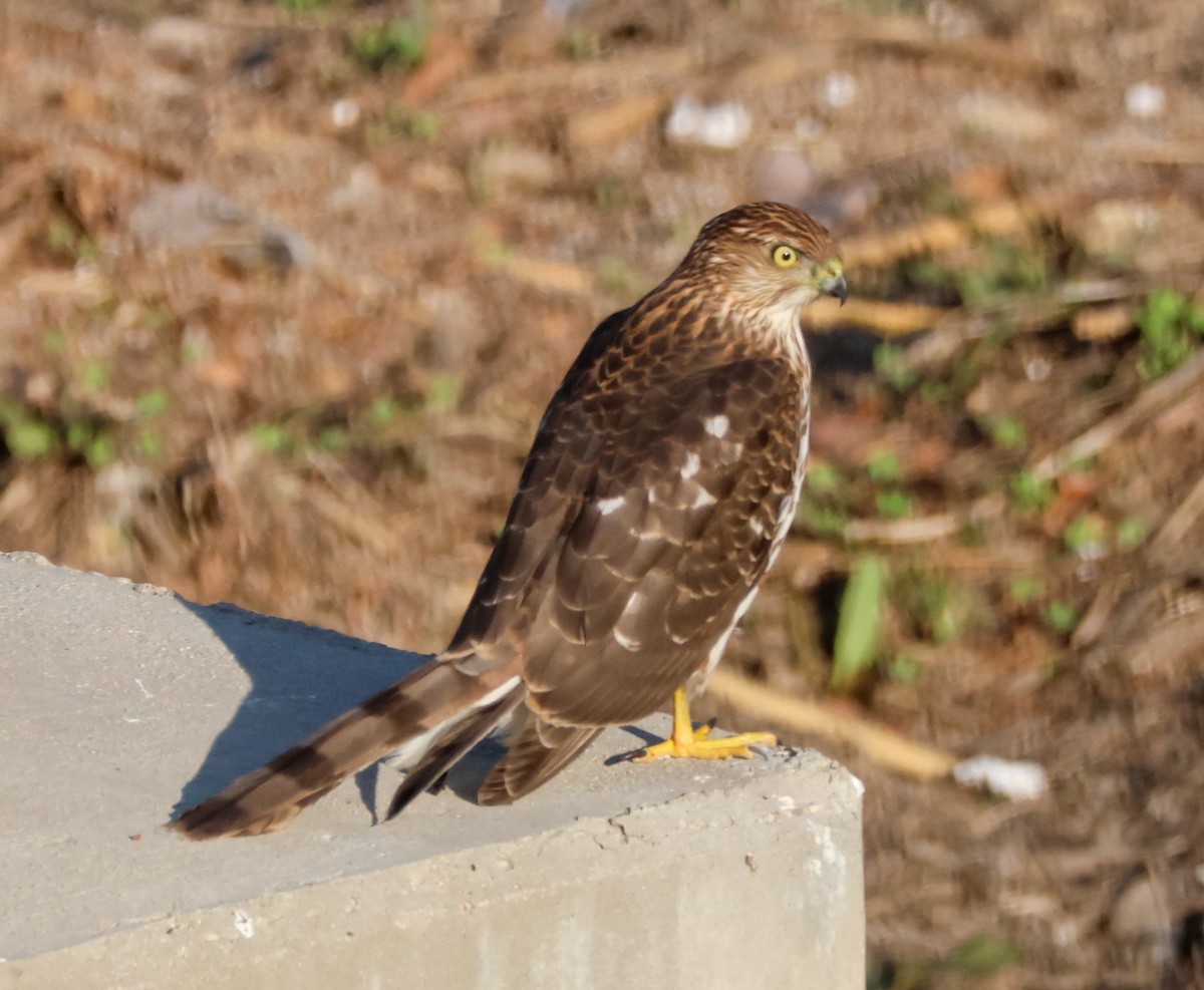 Cooper's Hawk - ML644575679