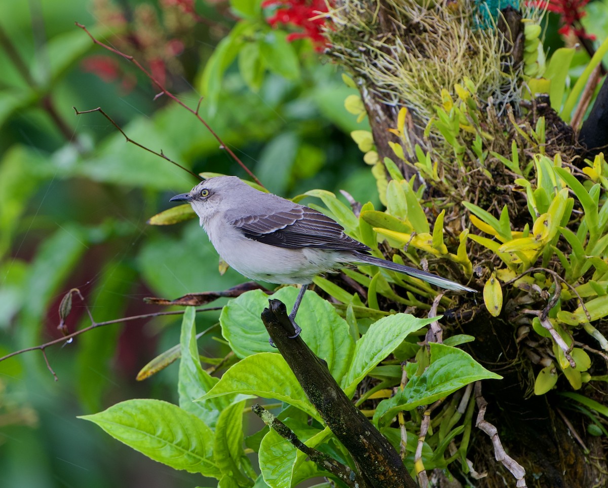 tropespottefugl - ML644575680