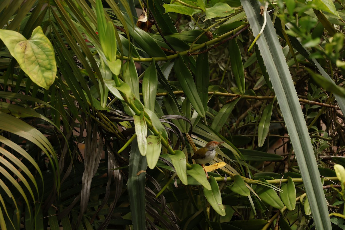 Common Tailorbird - ML644575683