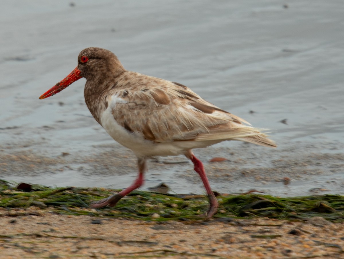 ústřičník dlouhozobý - ML644575687