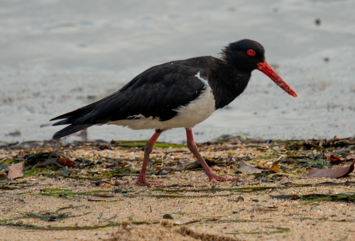 ústřičník dlouhozobý - ML644575688