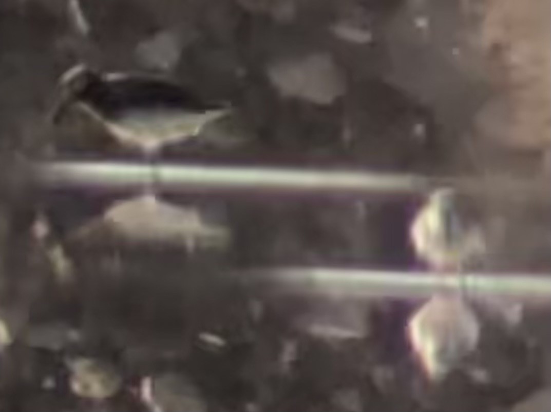 Dunlin - ML644575694