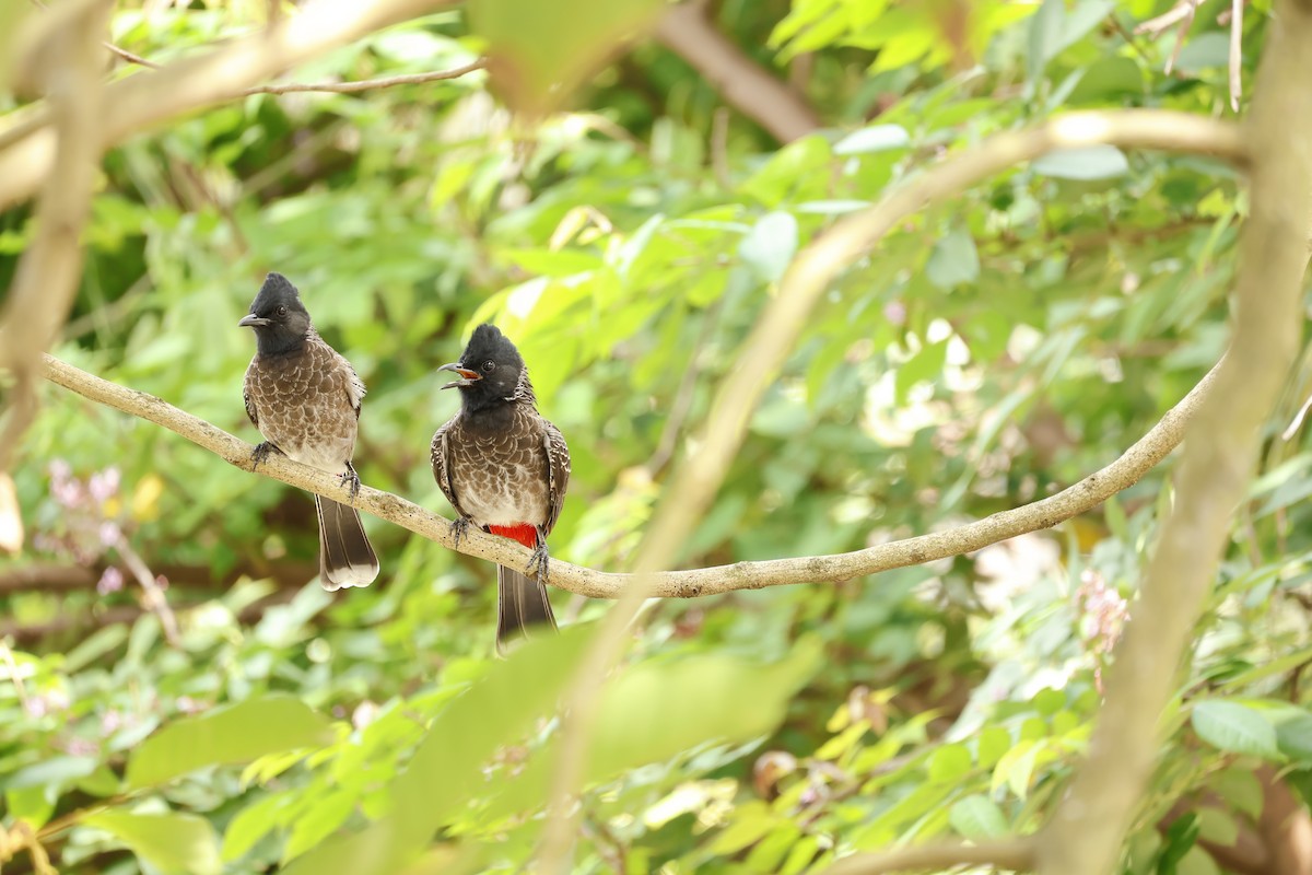 Red-vented Bulbul - ML644575695