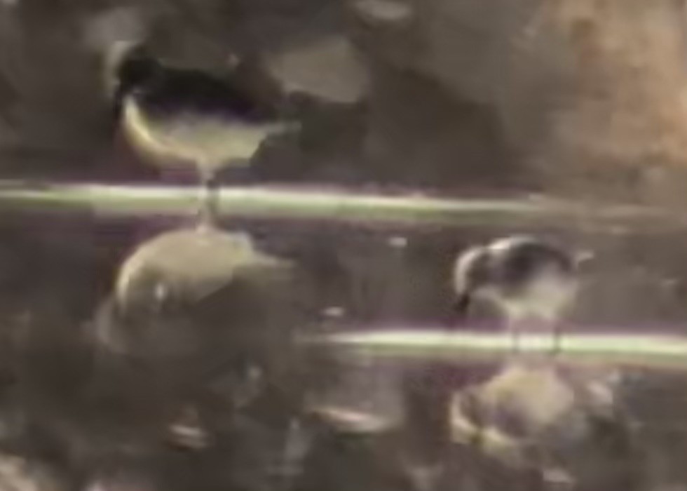 Dunlin - ML644575696