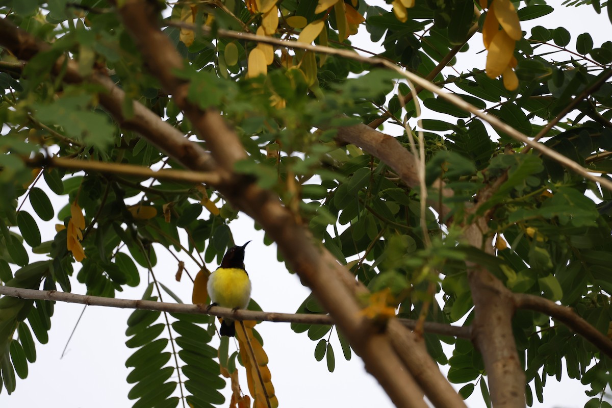 Purple-rumped Sunbird - ML644575701