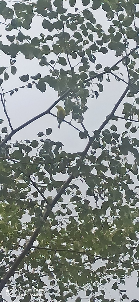 Common Iora - ML644575710