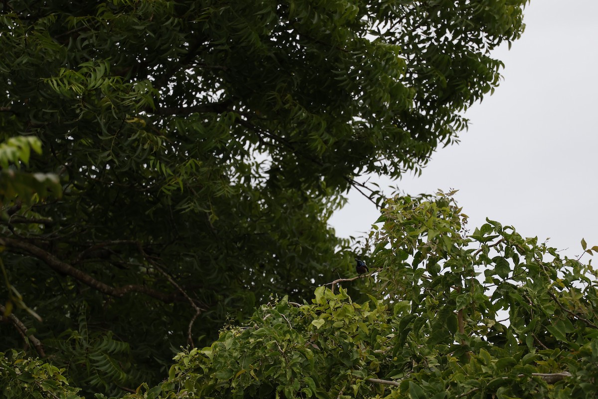 Loten's Sunbird - ML644575716