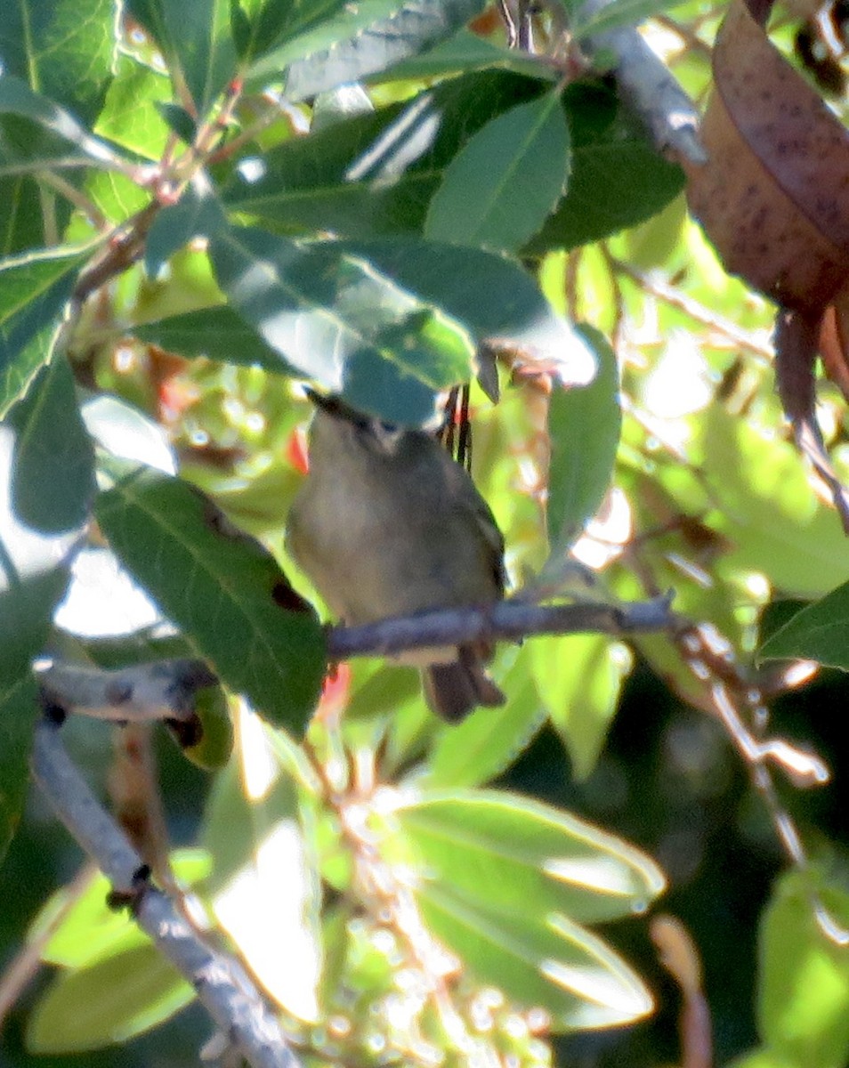 Золотомушка рубіновочуба - ML644575720