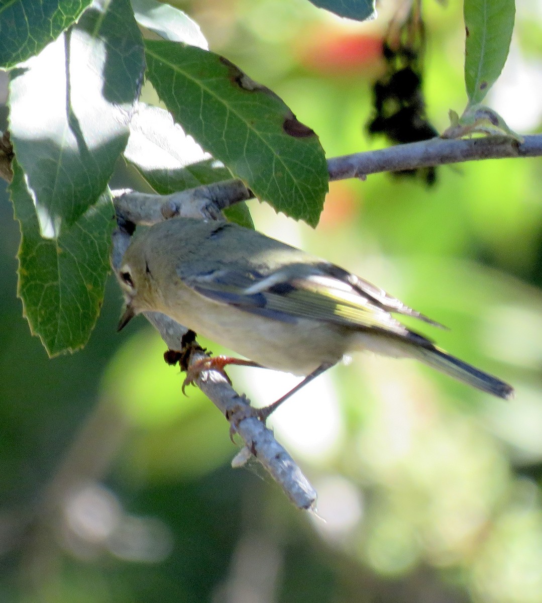 Золотомушка рубіновочуба - ML644575721