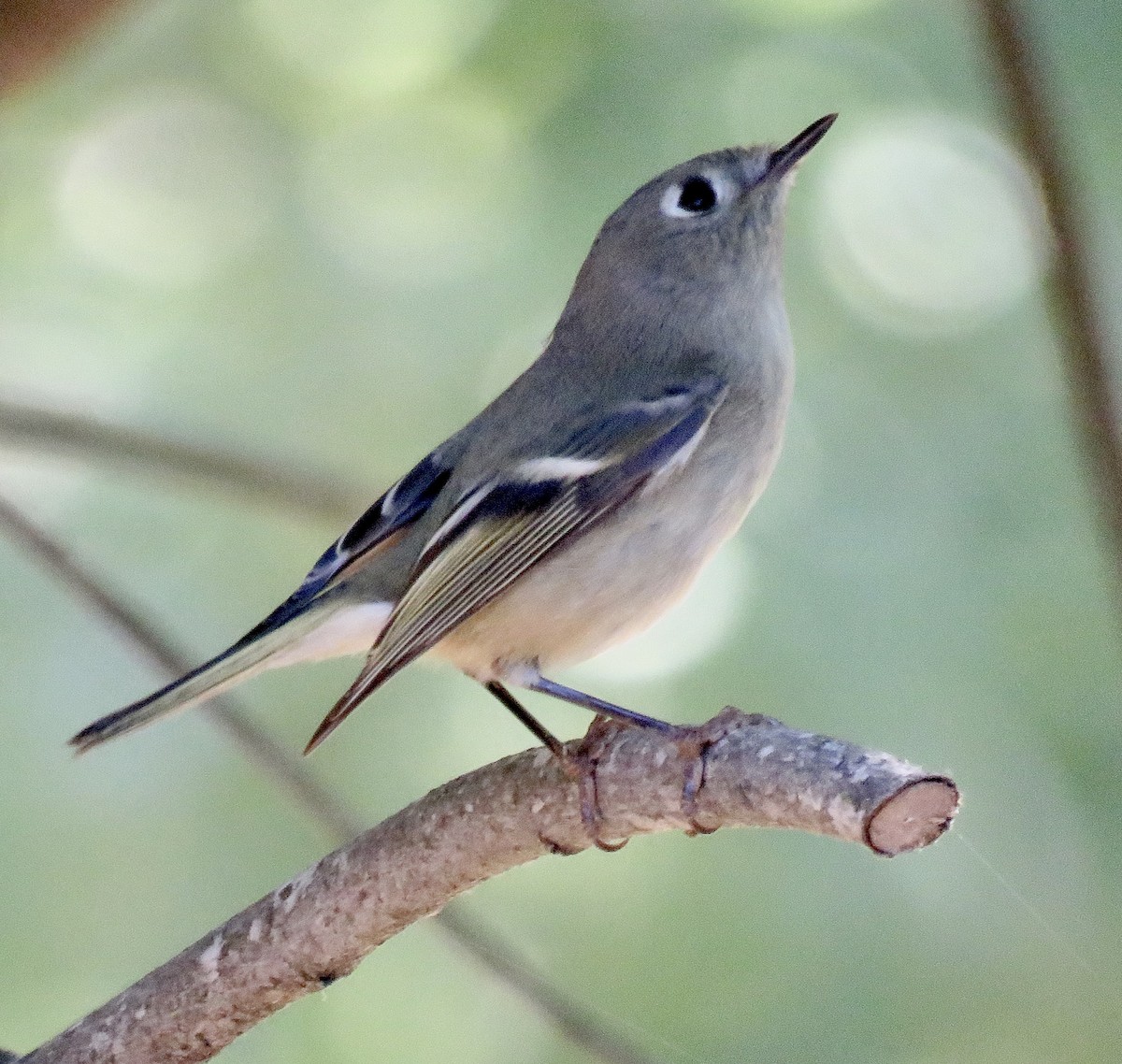 Золотомушка рубіновочуба - ML644575722