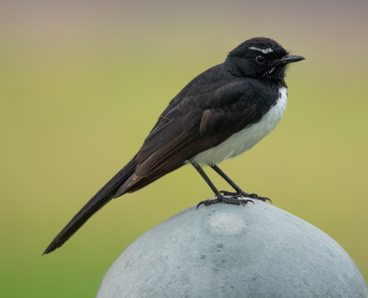 Gartenfächerschwanz - ML644575728