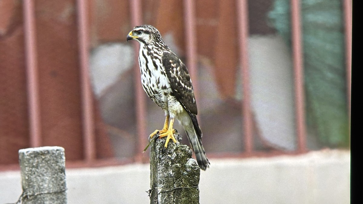 nordgråvåk - ML644575732