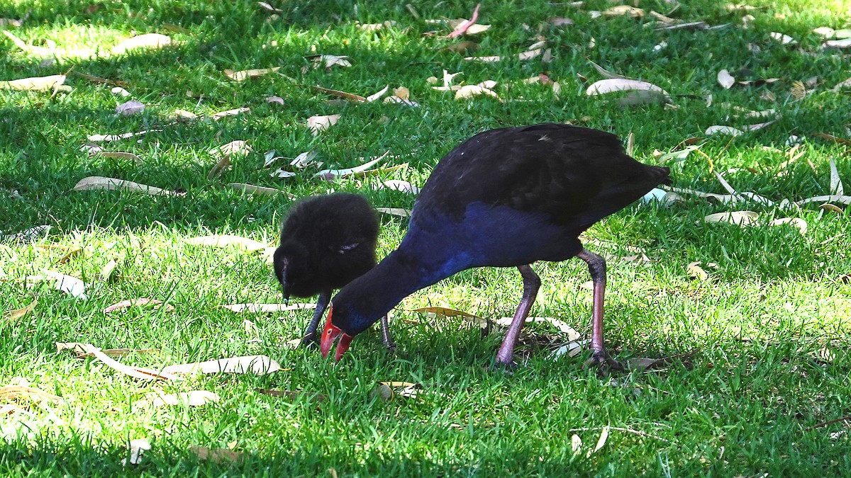 Australasian Swamphen - ML644575733