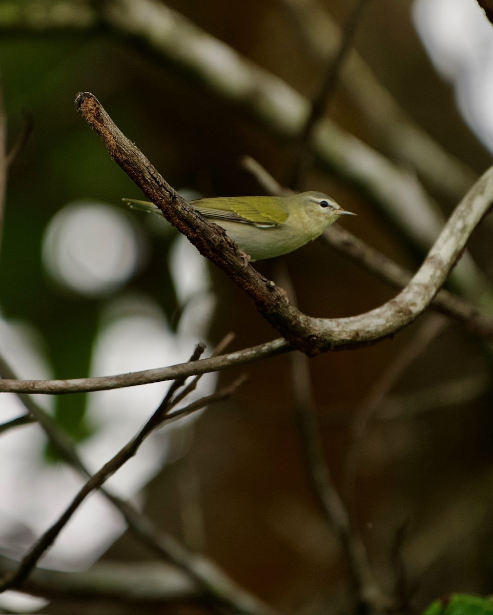 møllparula - ML644575734