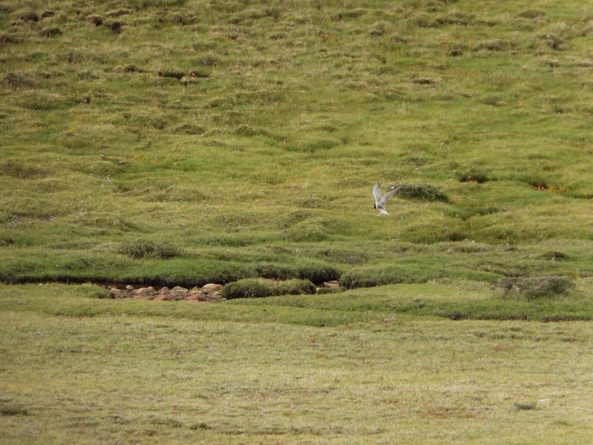 Txenada arrunta - ML644575739