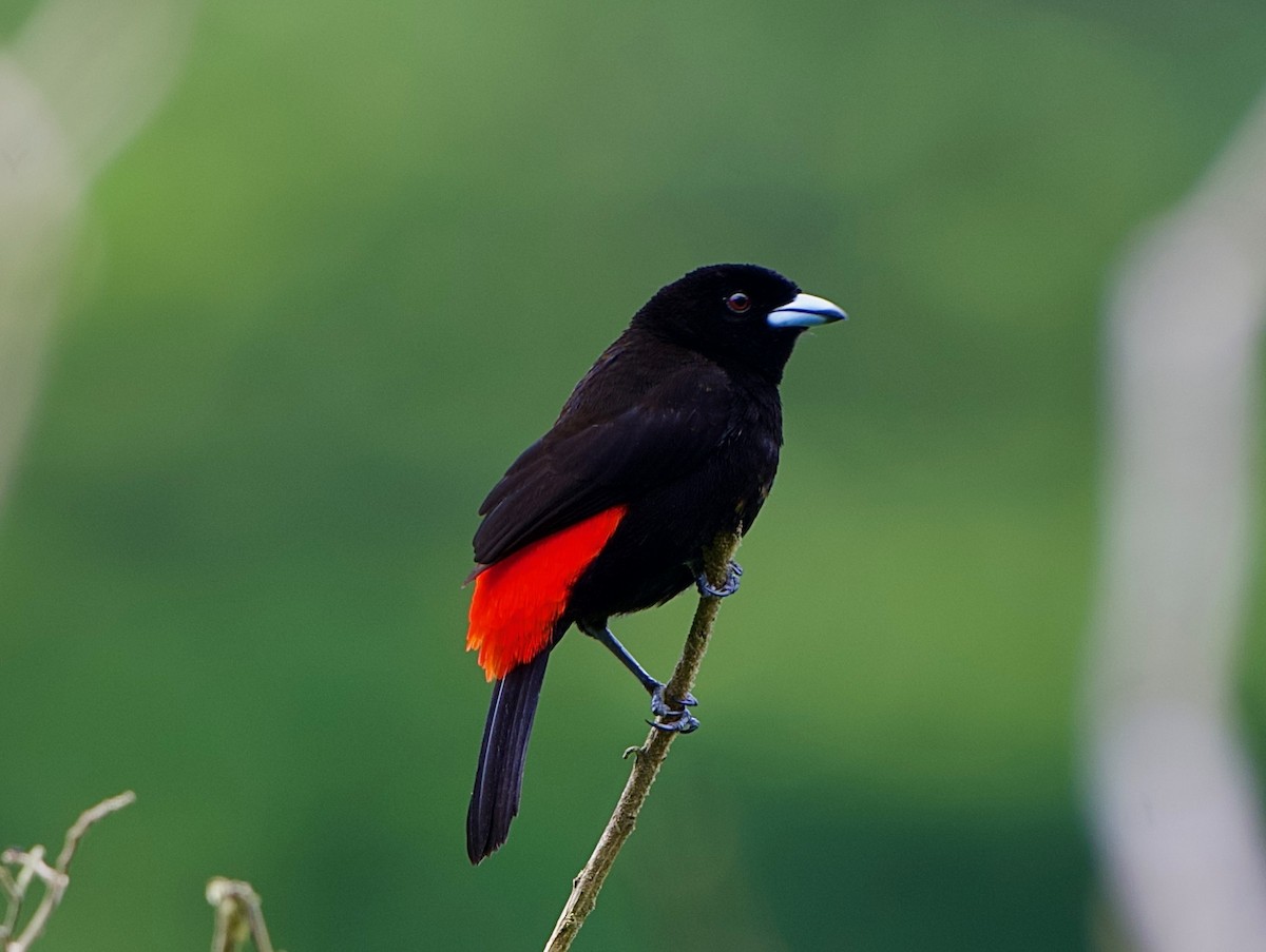 rødgumptanagar - ML644575742