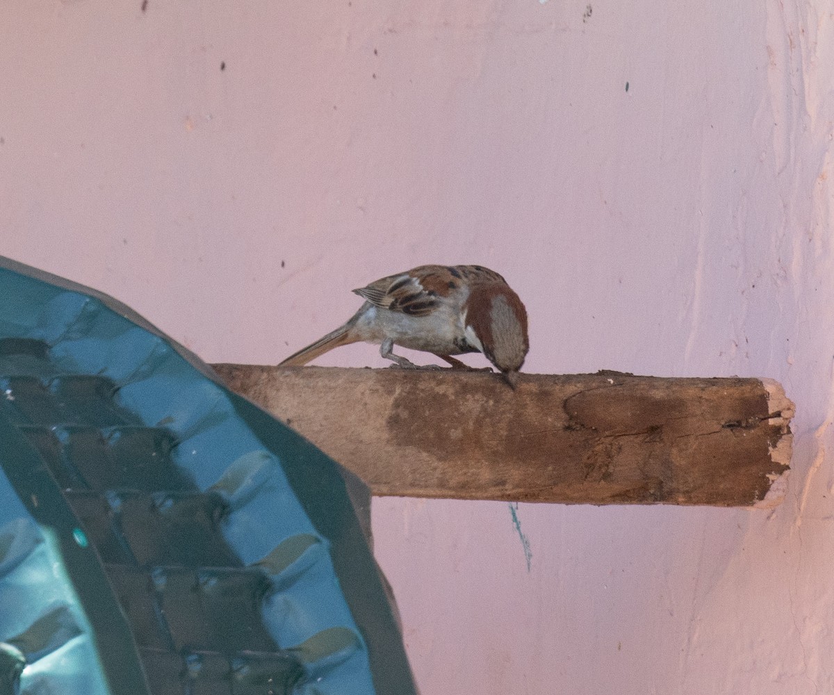 House Sparrow - ML644575743