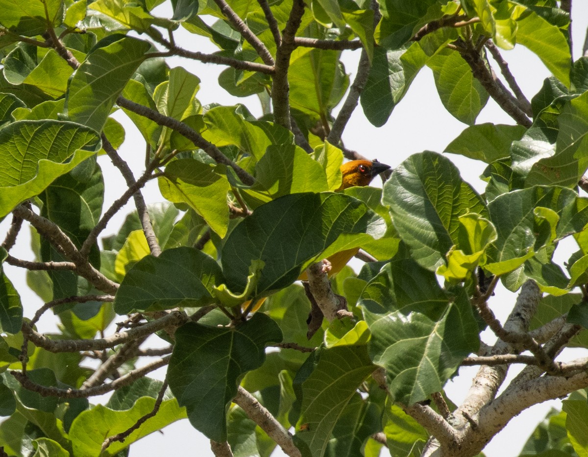 African Golden-Weaver - ML644575745