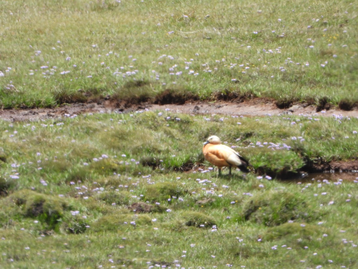 husice rezavá - ML644575746