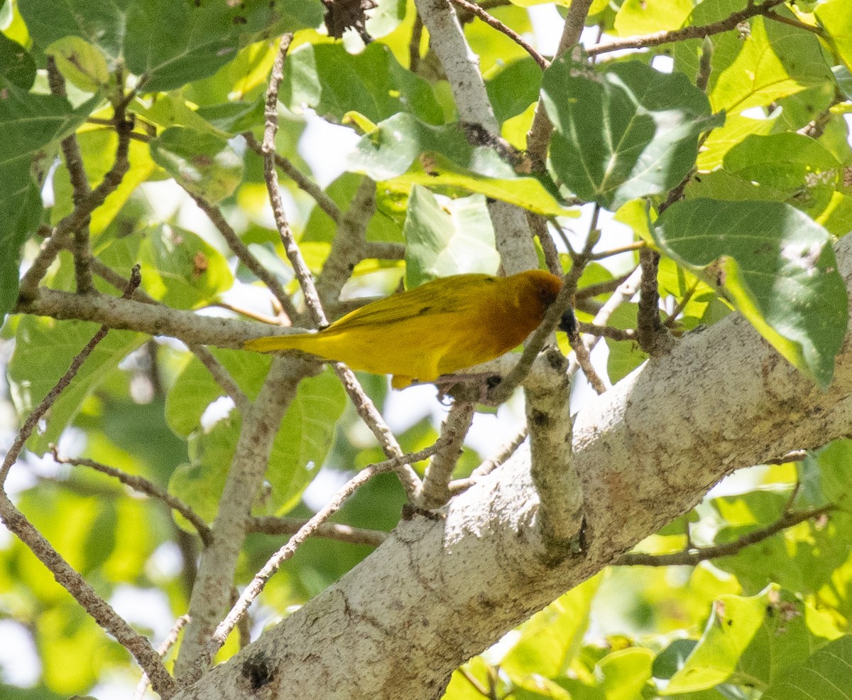 African Golden-Weaver - ML644575748