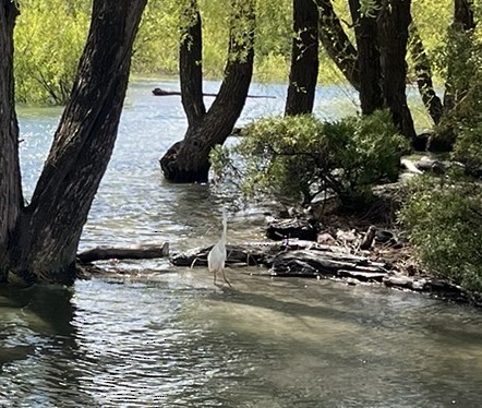 Great Egret - ML644575749