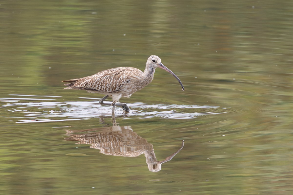 storspove - ML644575760