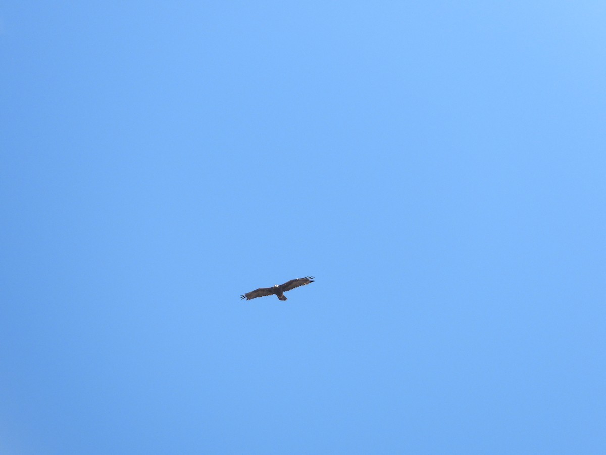 kongeørn - ML644575762