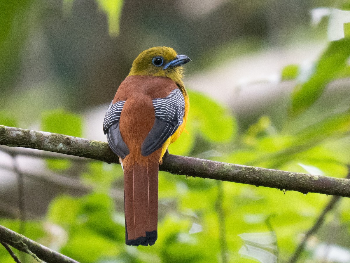Orange-breasted Trogon - ML644575765