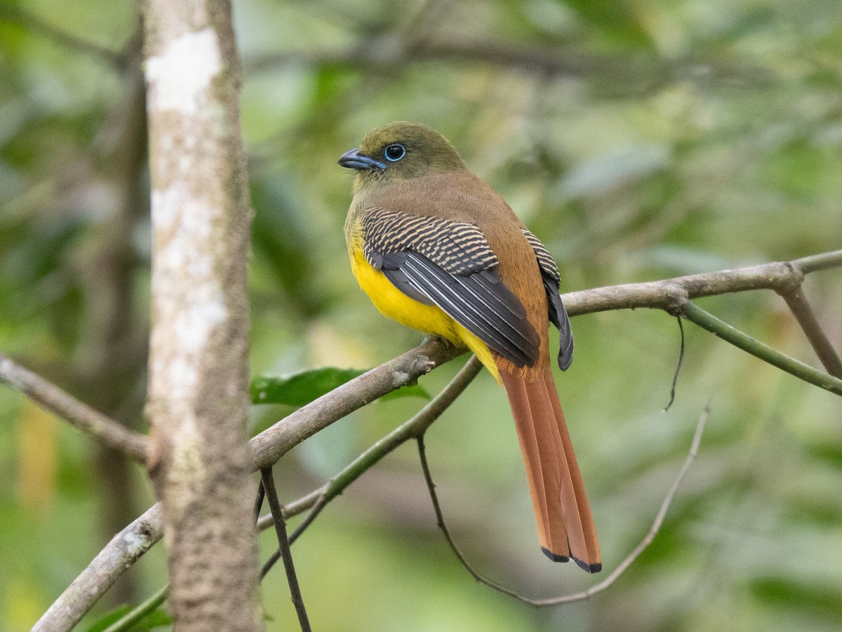 Orange-breasted Trogon - ML644575766