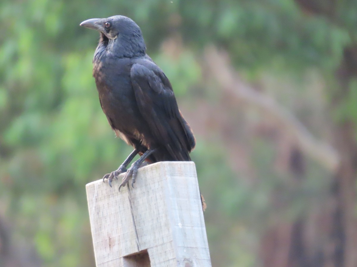 Australian Raven - ML644575772