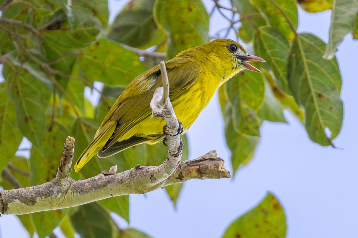 White-lored Oriole - ML644575775