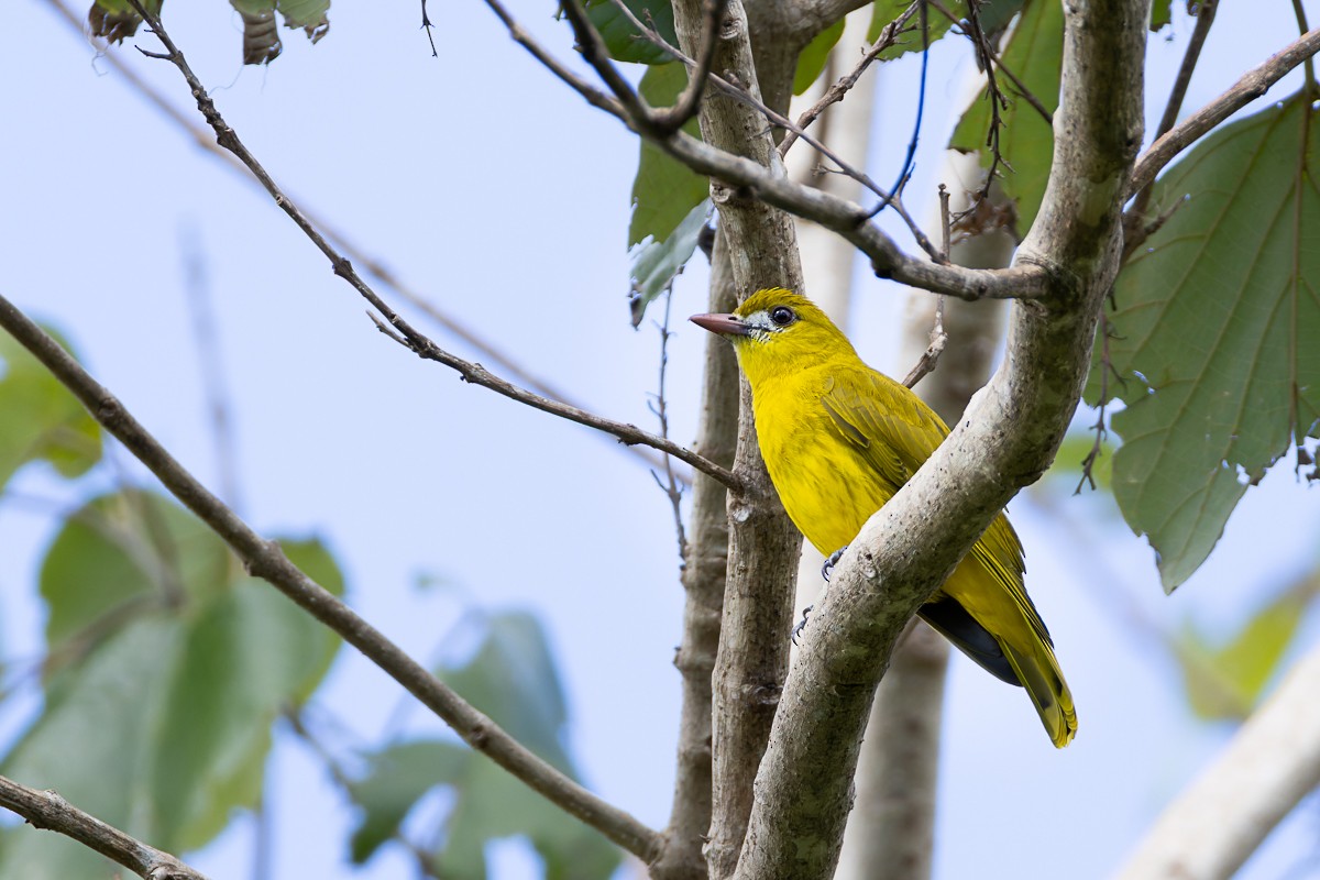 White-lored Oriole - ML644575776